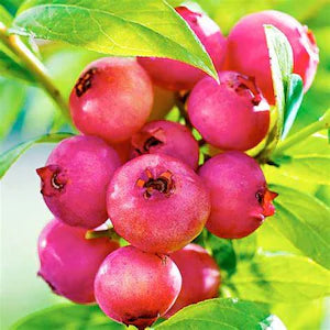 Pink Lemonade Blueberry Plant - Healthy Harvesters
