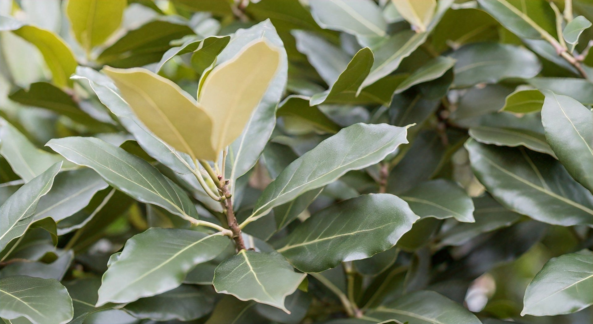 Bay Laurel: The Essential Guide to Growing and Caring for Laurus nobilis  Trees | Blossomdale