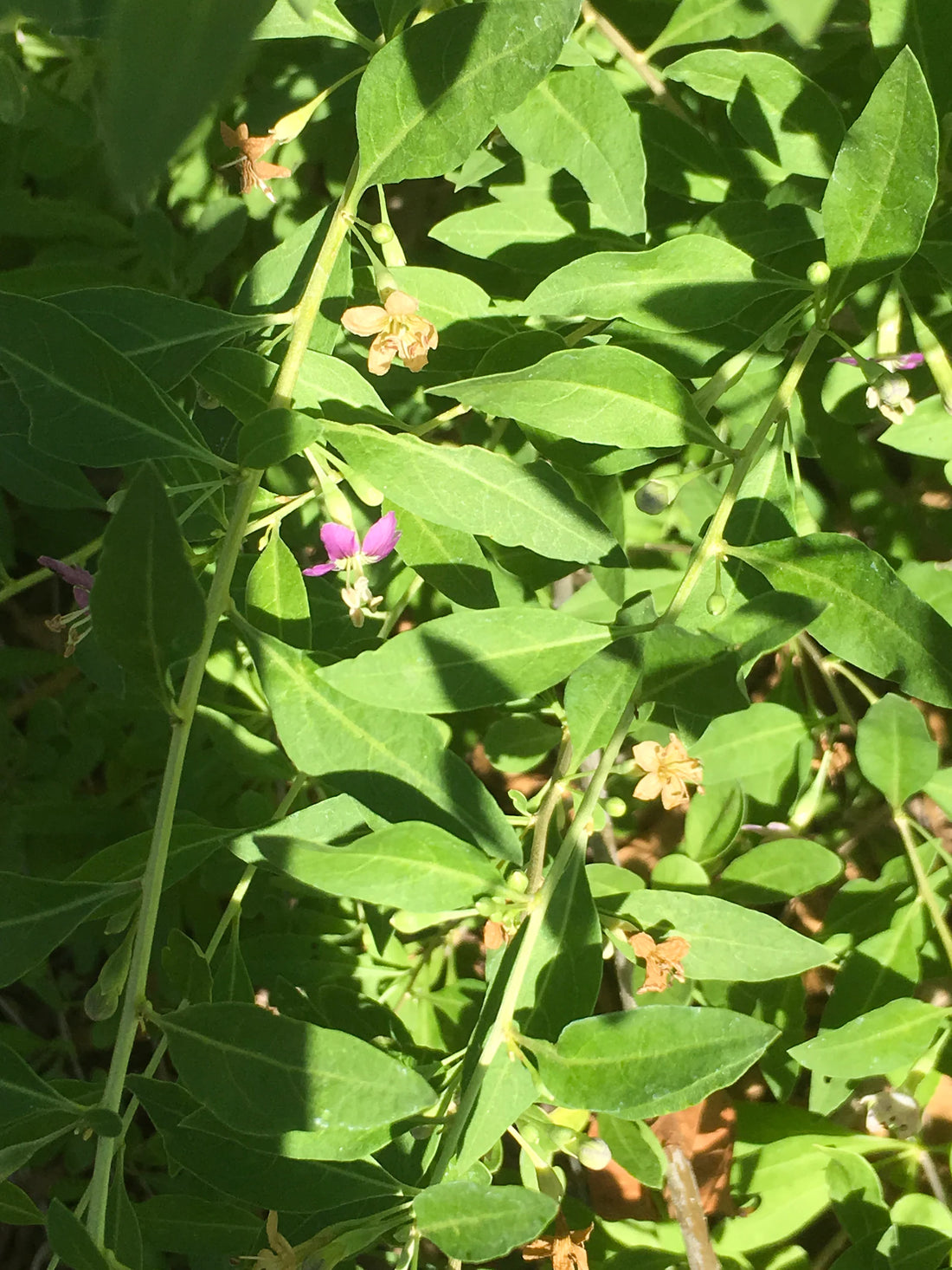 Katuk Sweet Leaf - Sauropus androgynus  - Healthy Harvesters
