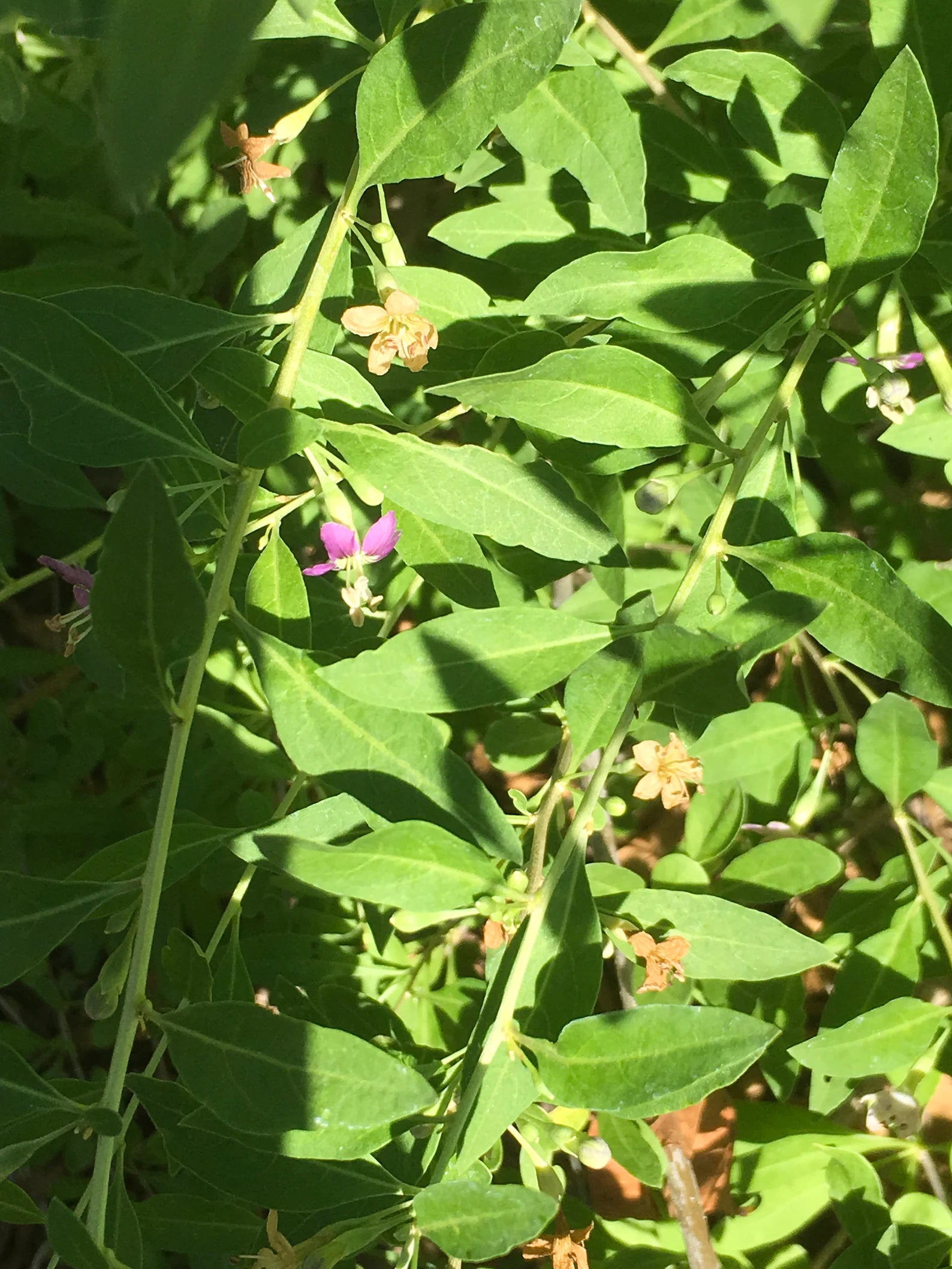 Katuk Sweet Leaf - Sauropus androgynus  - Healthy Harvesters