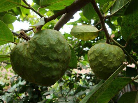 Cherimoya Annona cherimola Tree - Healthy Harvesters