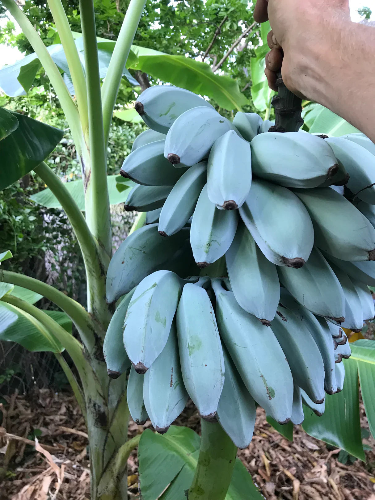 Blue Java Variegated Blue Java Banana (Ice Cream Banana): Growing Guide, Care, and Flavor ...