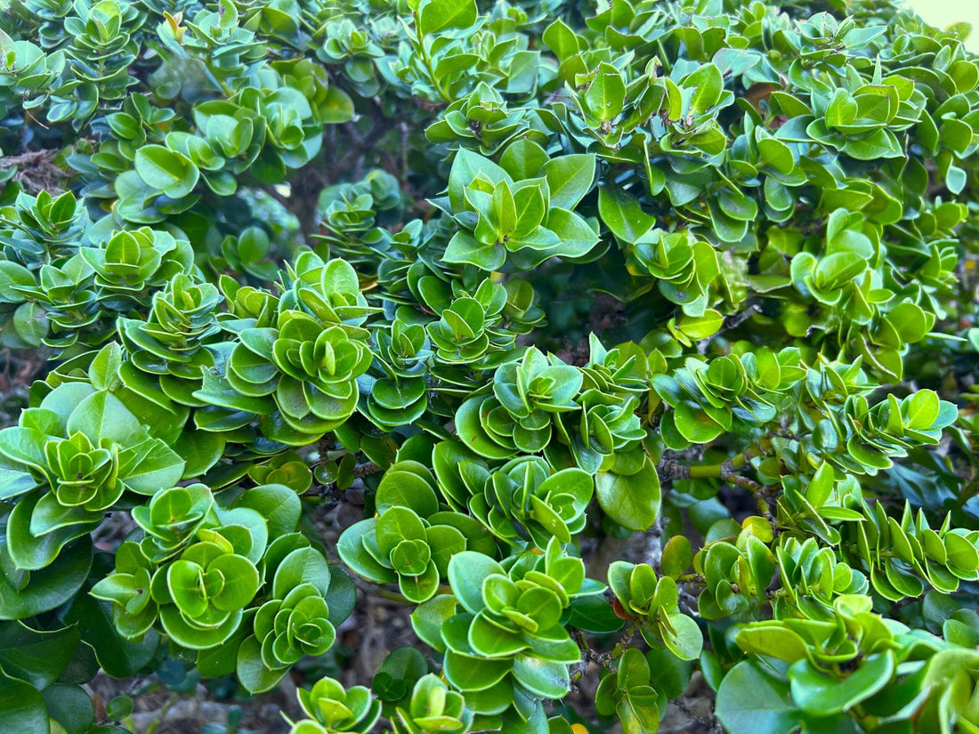 Boxwood Beauty Natal Plum: Care, Growing Tips, and Landscape Uses