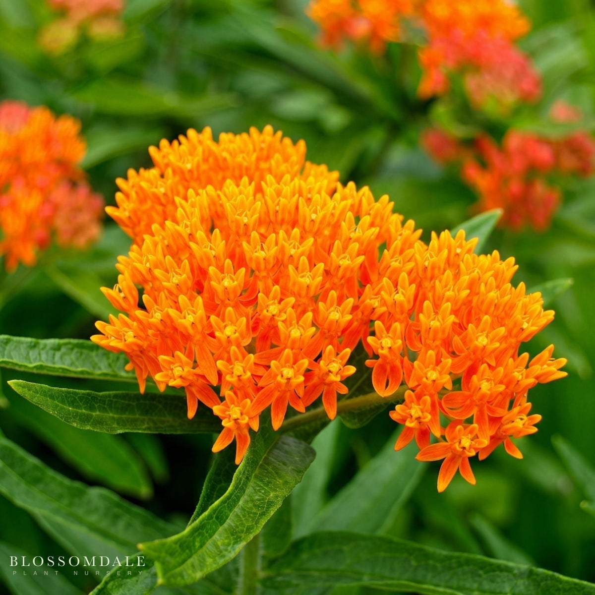 Butterfly Weed (Asclepias tuberosa): Growing, Planting & Care Guide