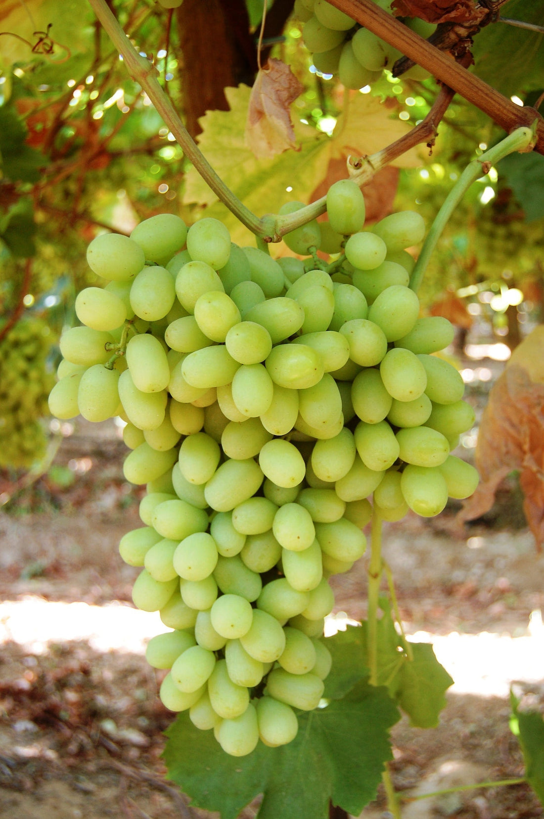 Thompson Seedless Grape Blossomdale
