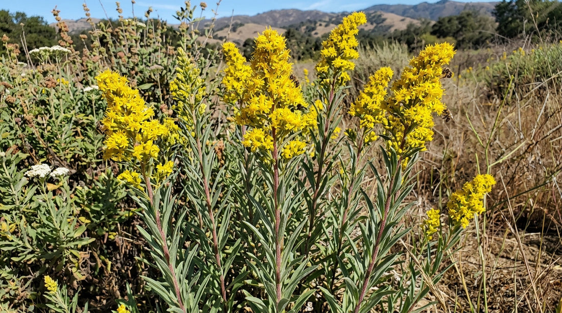 Growing California Goldenrod: Care, Benefits, and Uses of Solidago californica