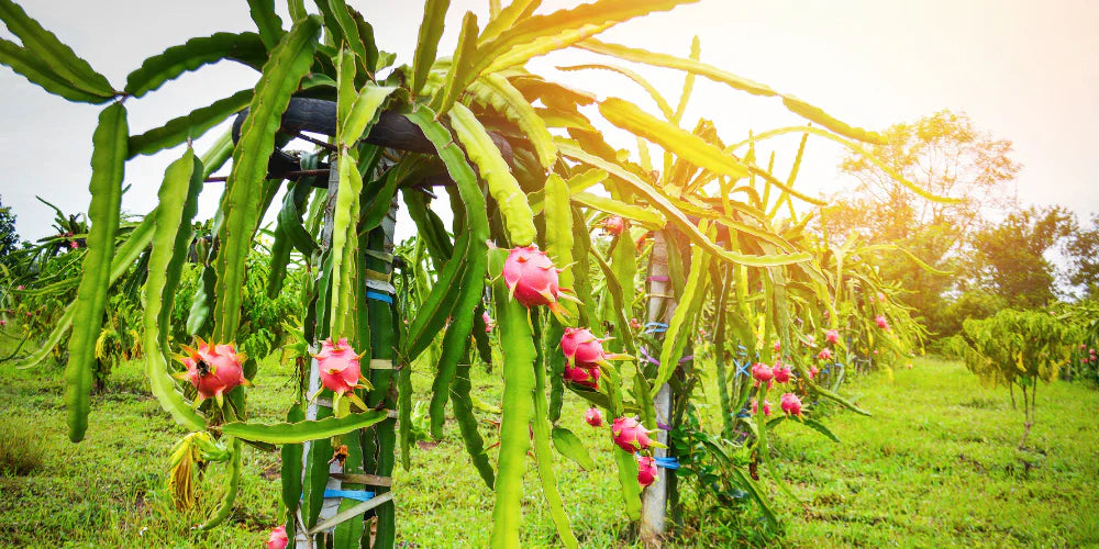 How to Grow Dragon Fruit on a Trellis: Easy Care and Growing Tips