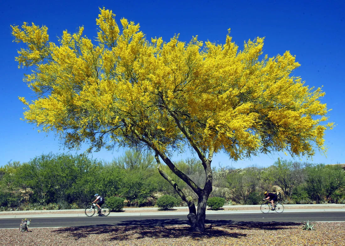 Foothills Palo Verde Tree: Shade, Survival & Edible Uses in the Desert