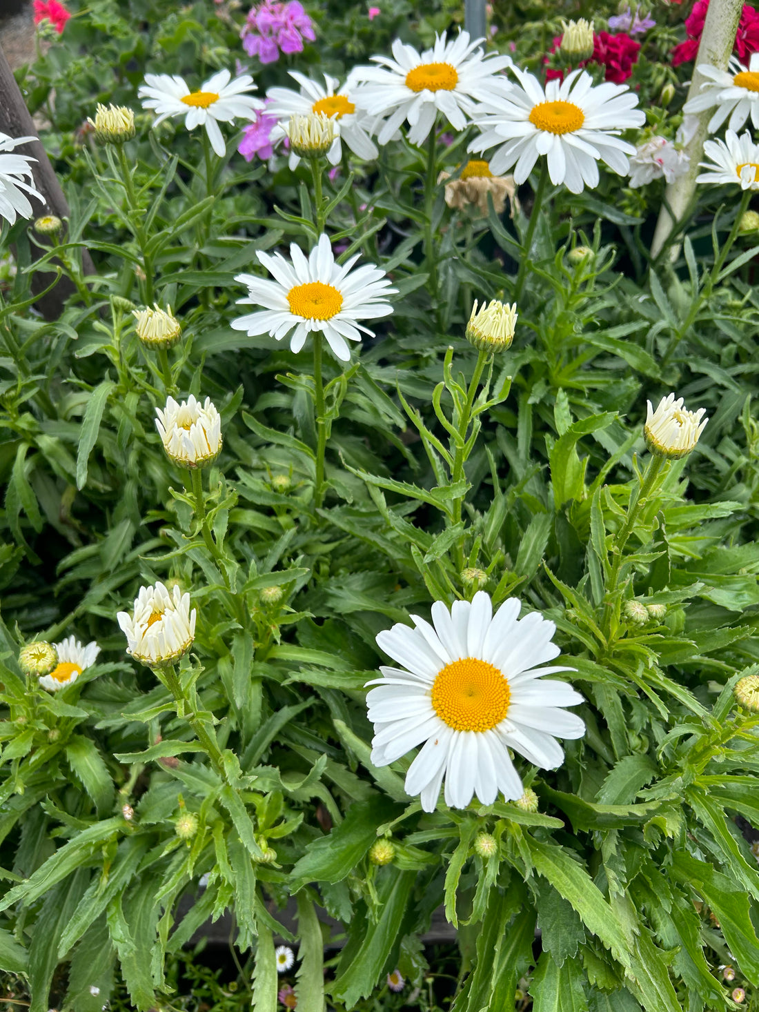 Snow Lady Shasta Daisy