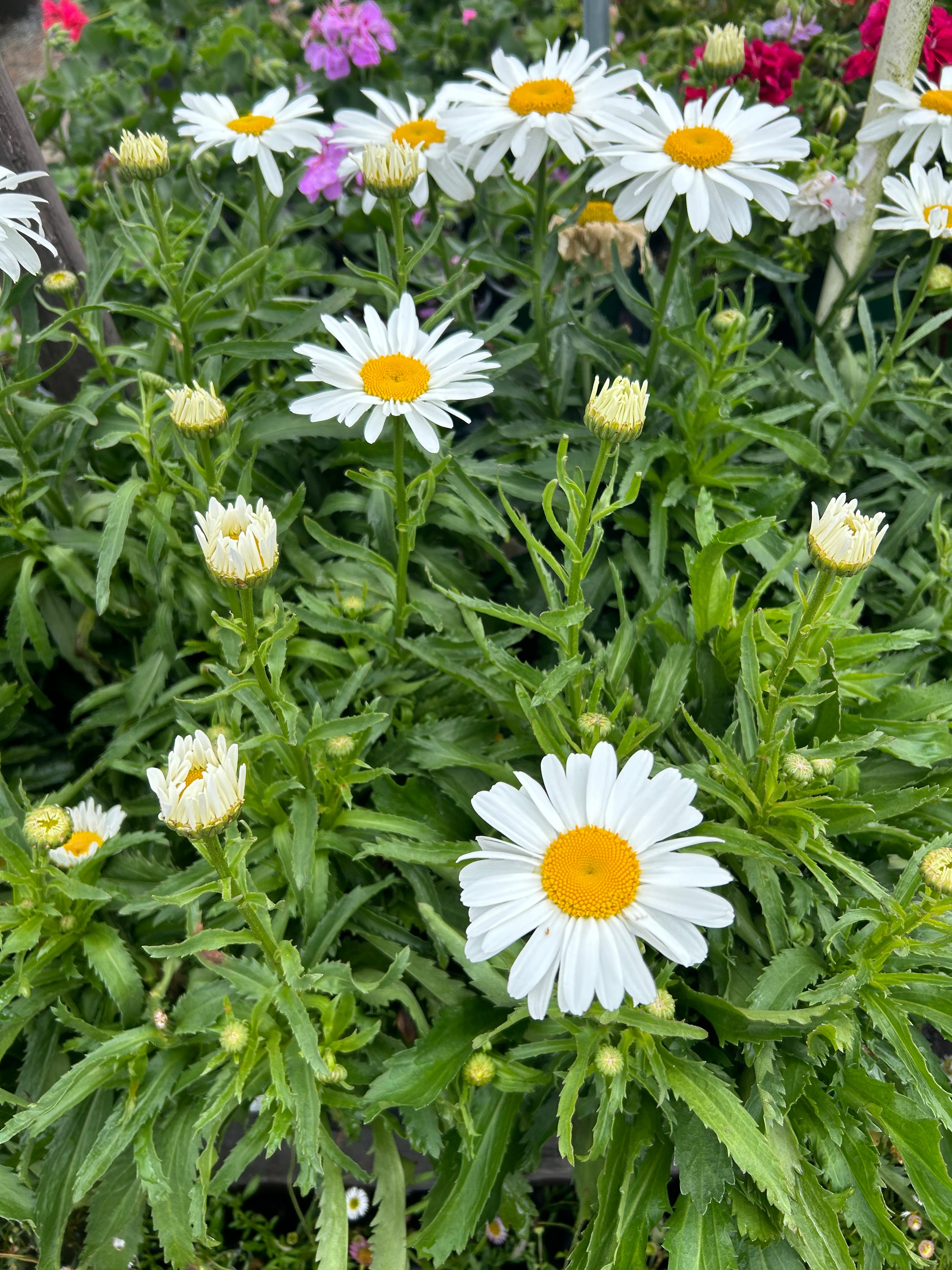 Snow Lady Shasta Daisy