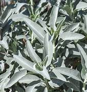 10 Steps to Grow White Sage - Healthy Harvesters