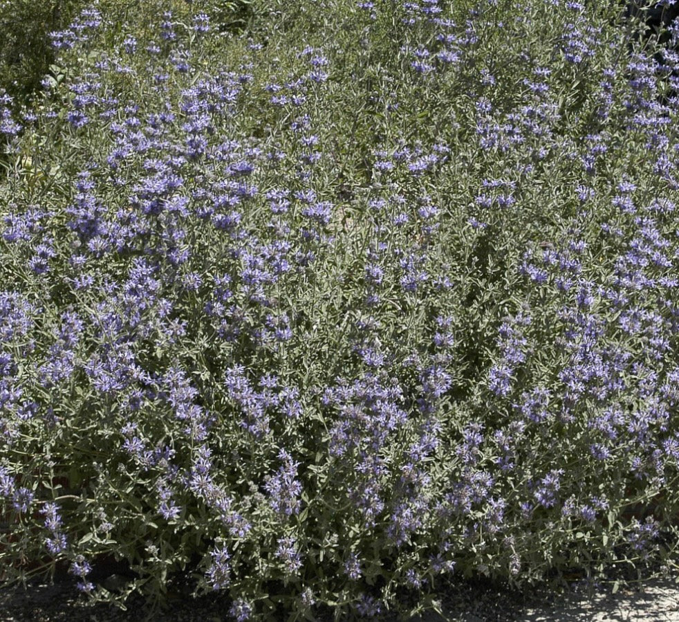 Growing Black Sage in Native Gardens: A Complete Guide to Care and Value