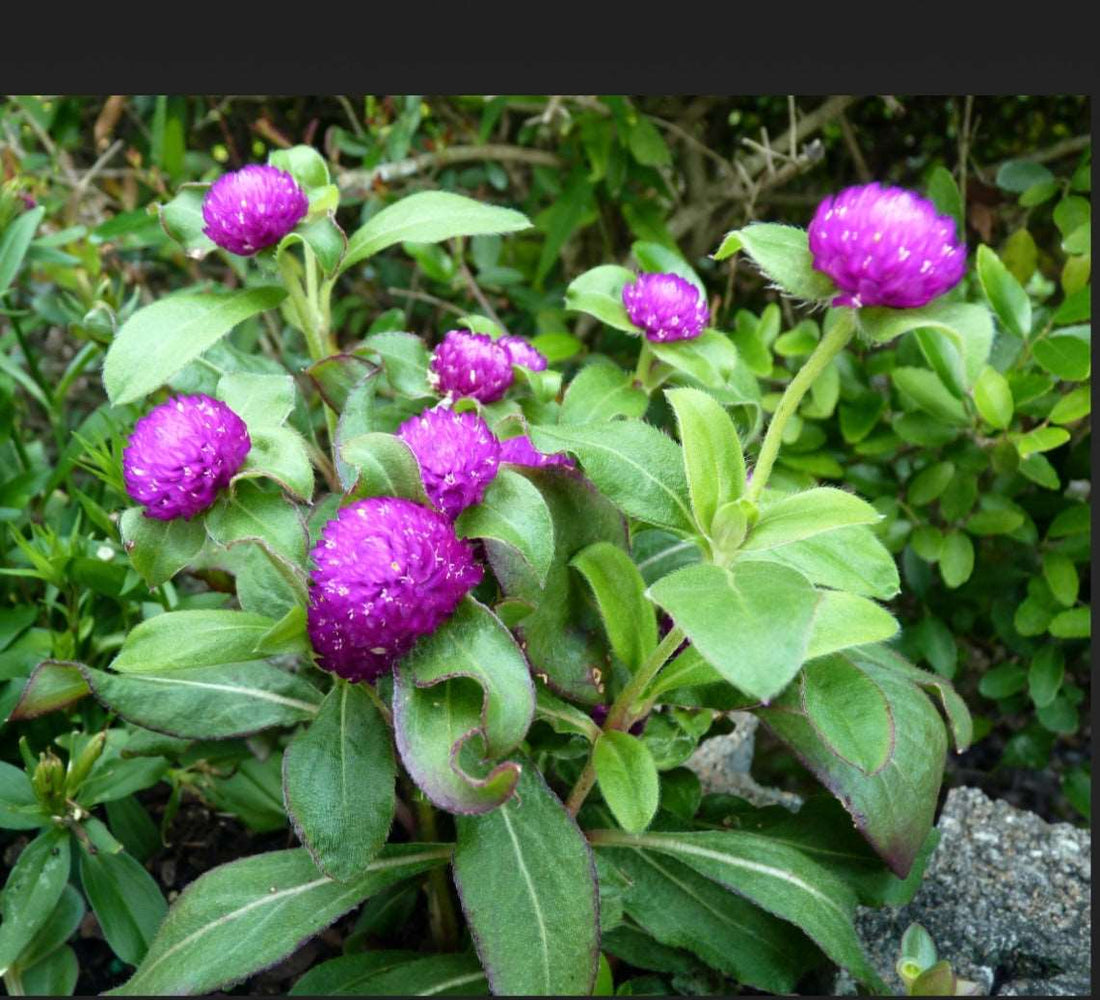 Globe Amaranth (Gomphrena globosa): A Guide to Growing and Caring