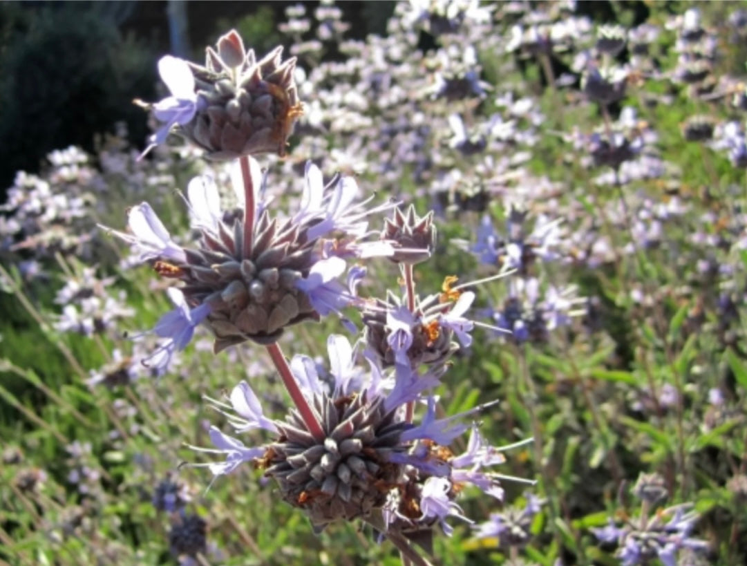 Cleveland Sage - Healthy Harvesters