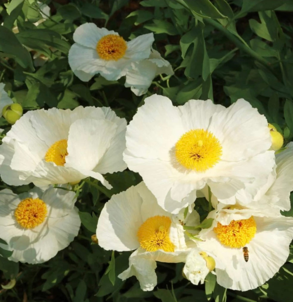 Grow a Tree Poppy for California Native Gardens - Healthy Harvesters