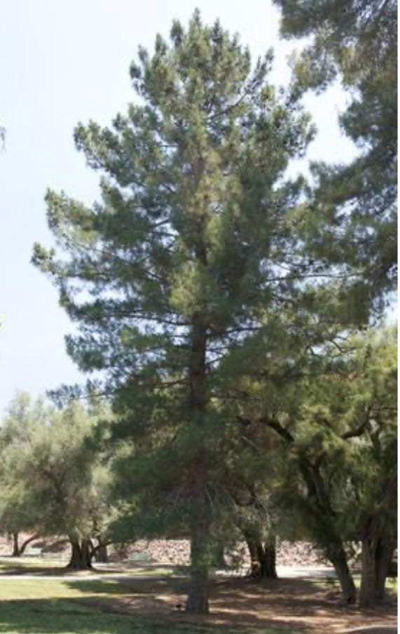 Afghan Pine Tree - Healthy Harvesters