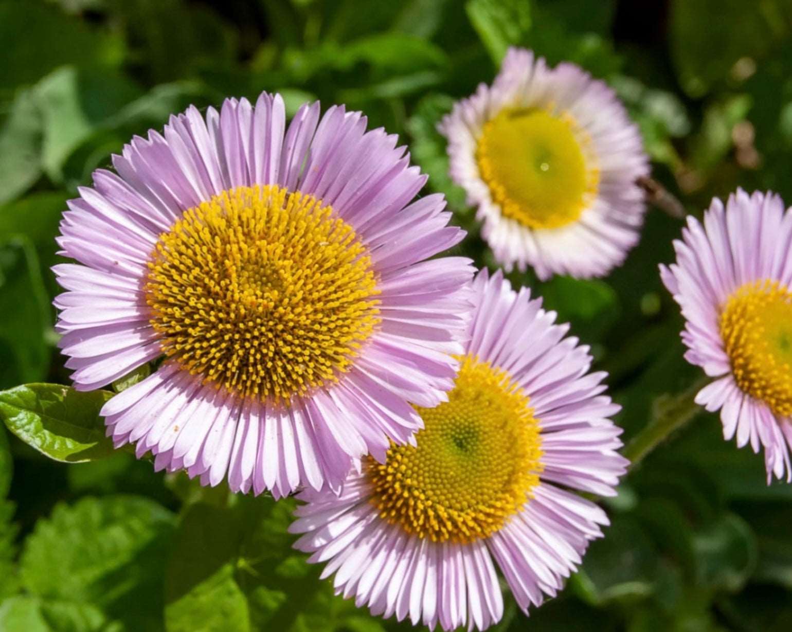 Erigeron karvinskianus: The Santa Barbara Daisy Guide for Low-Maintenance Gardens