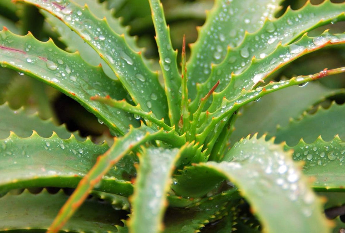 The Top Medicinal Plants You Need to Know About for Natural Healing - Healthy Harvesters
