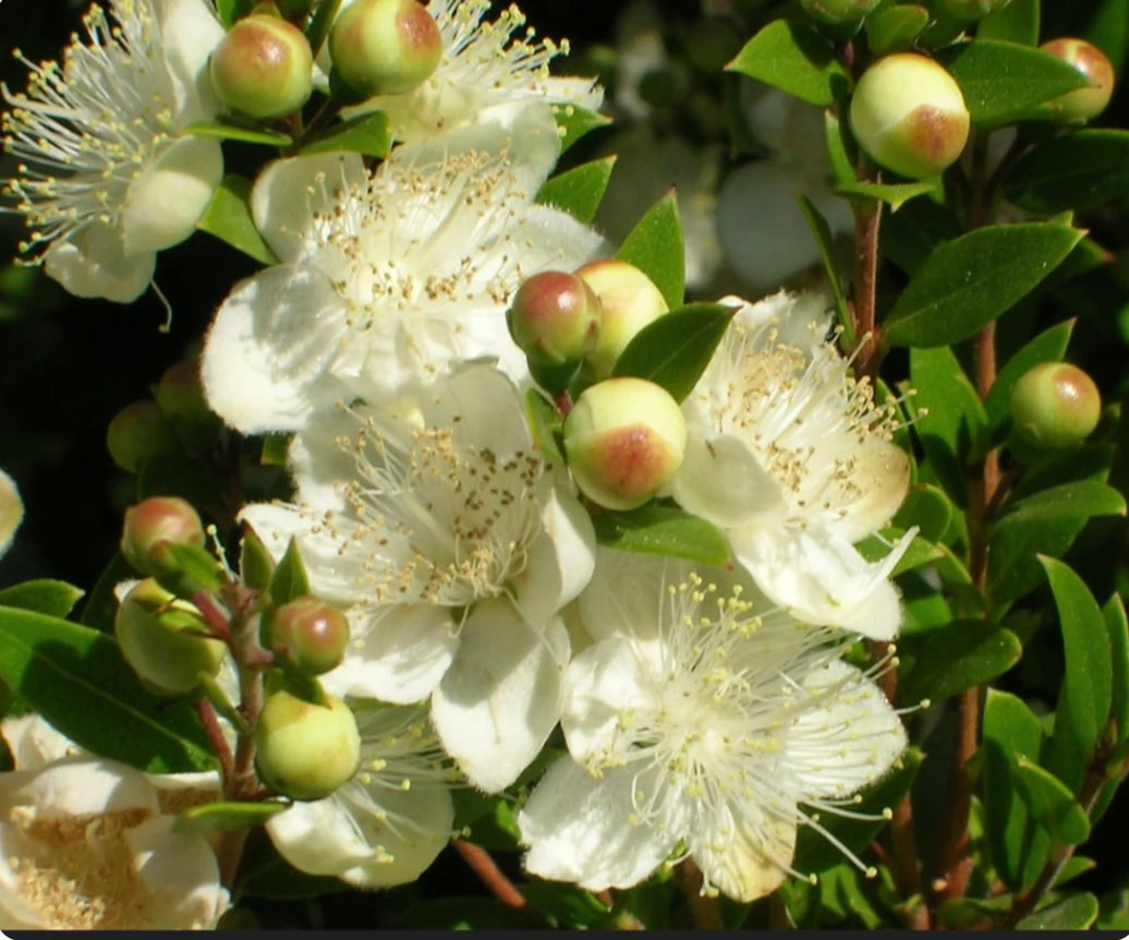 Myrtus Communis Compacta - The Dwarf Myrtle Plant - Healthy Harvesters