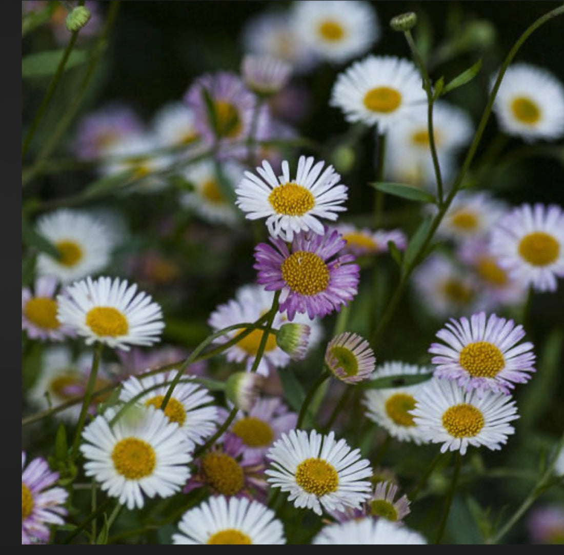 ERIGERON KARVINSKIANUS Santa Barbara Daisy, Mexican Daisy Plant