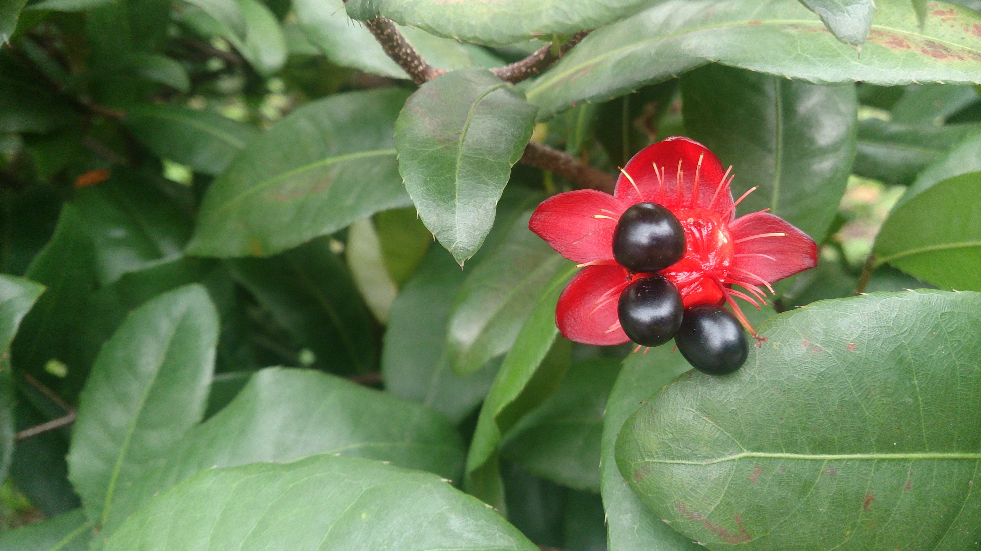The Mickey Mouse Plant (Ochna serrulata): A Guide to Growing and Care