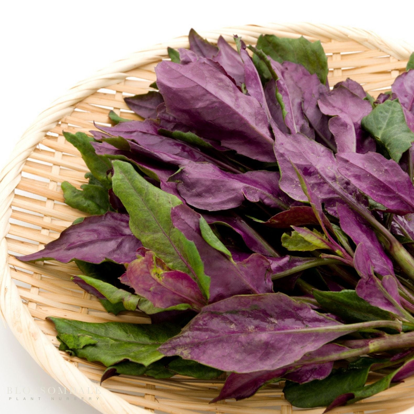 Okinawa Spinach: The Ultimate Guide to Growing, Benefits, and Recipes