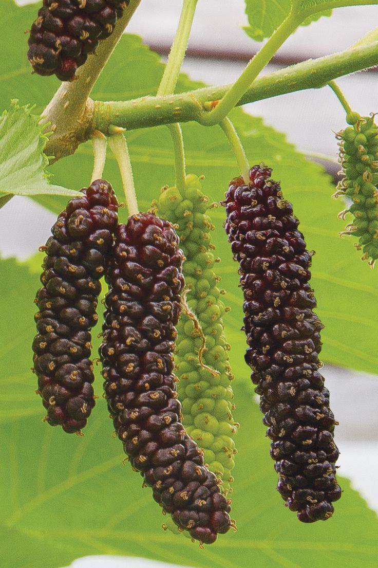 Pakistan Mulberry Tree: Growth, Care, and Benefits