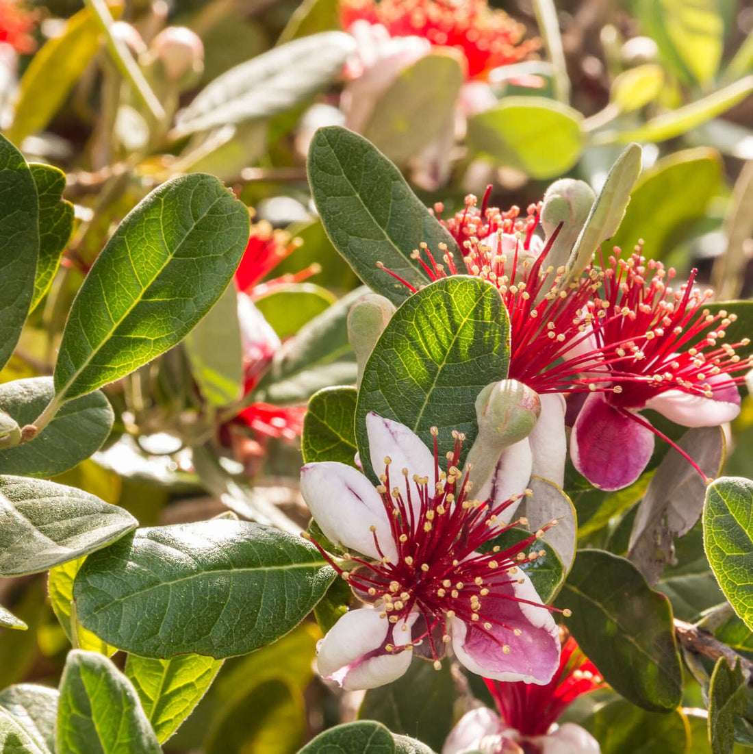 pineapple guava blossomdale