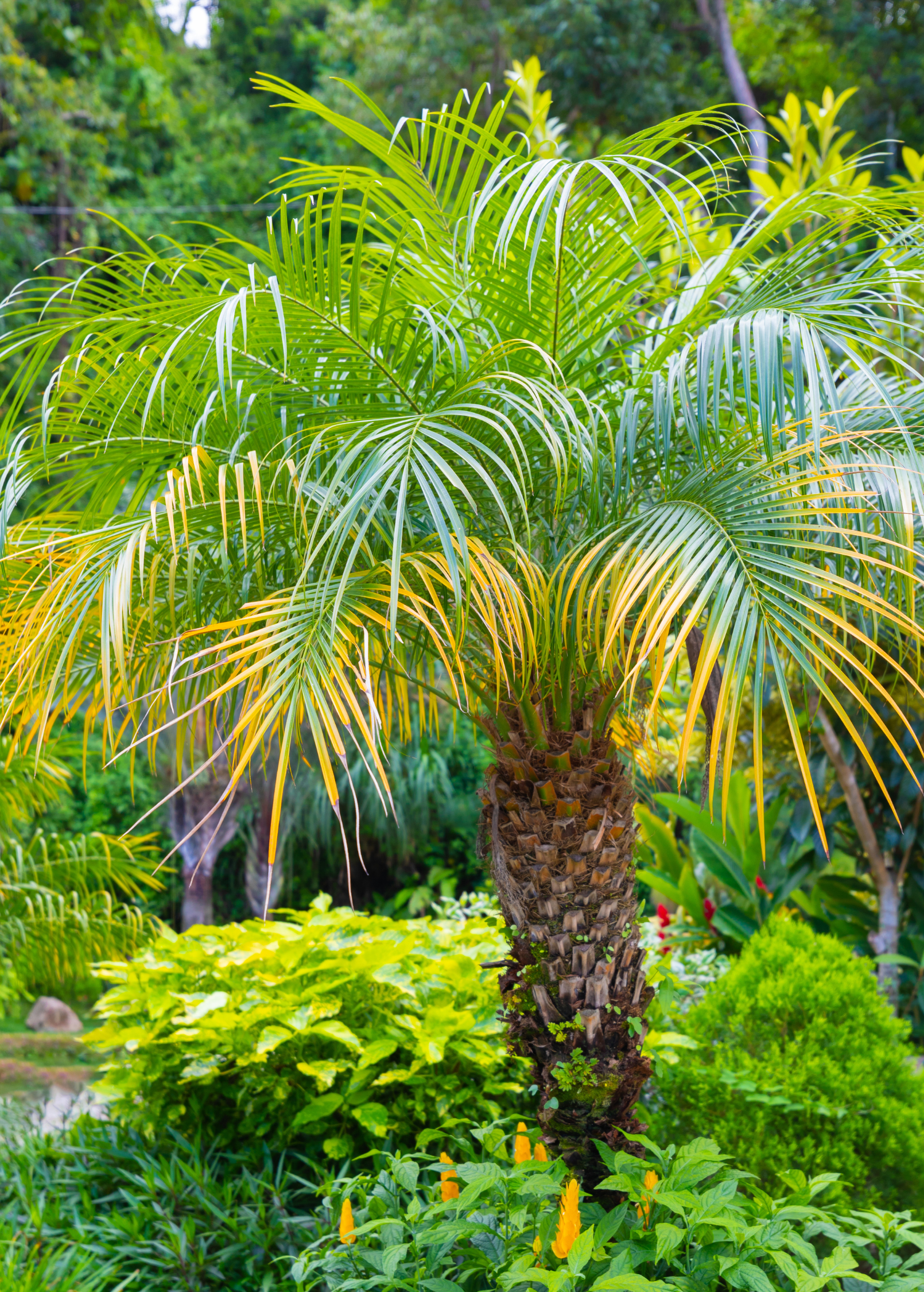 Pygmy Date Palm: A Complete Guide for Home and Garden