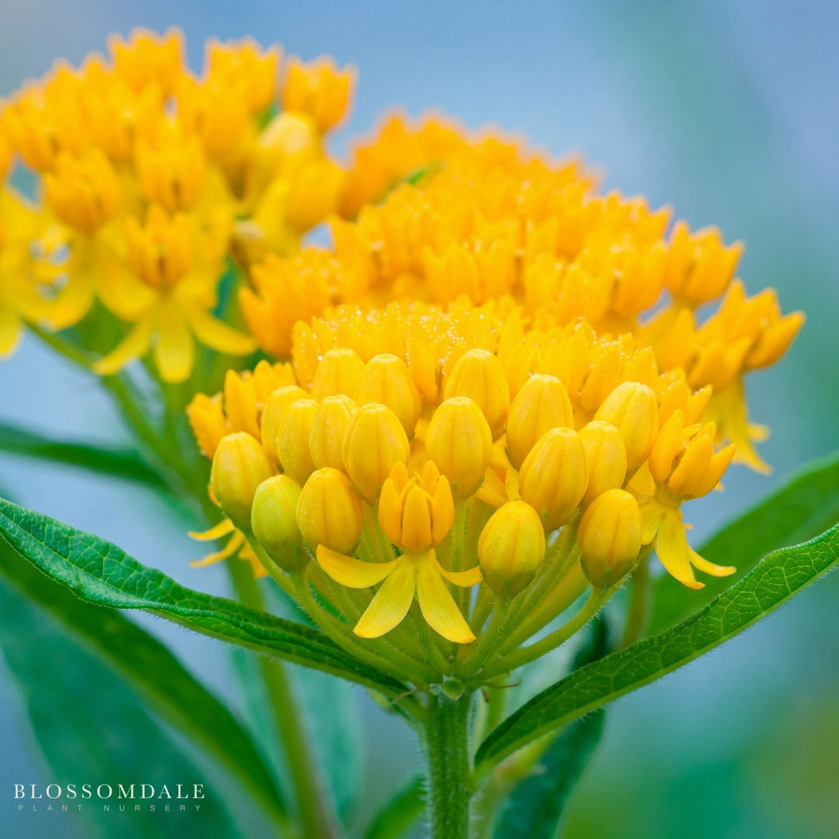 silky gold milkweed blossomdale
