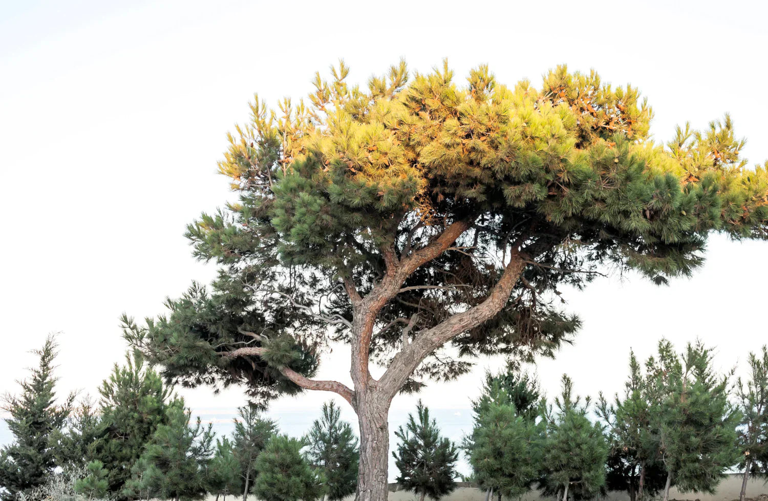 Afghan Pine Tree Guide: Growth, Care, Propagation, and Maintenance