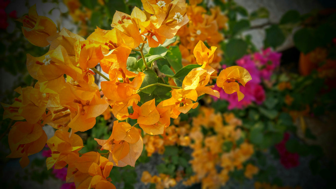 Why California Gold Bougainvillea Is the Best Choice for Warm, Dry Climates