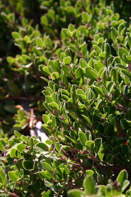 carmel sur manzanita blossomdale