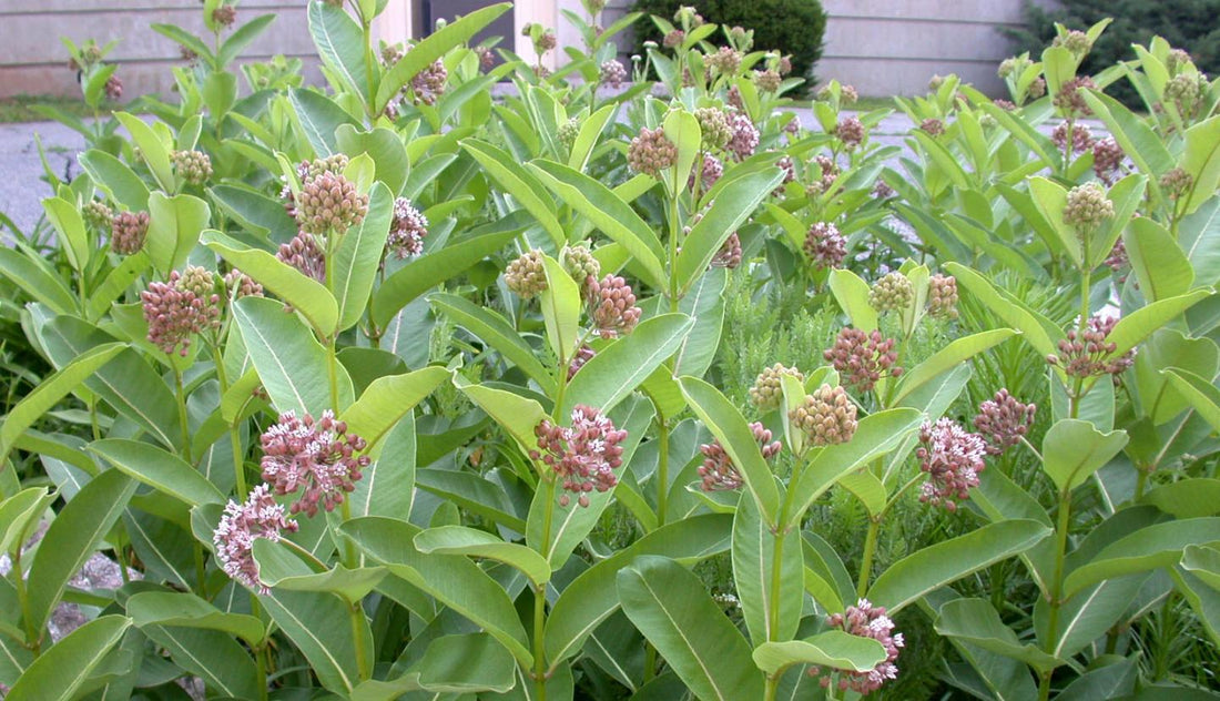 Common Milkweed: A Guide for Butterfly-Friendly Gardens