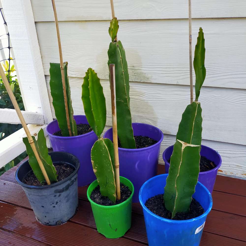 dragon fruit on a stick blossomdale