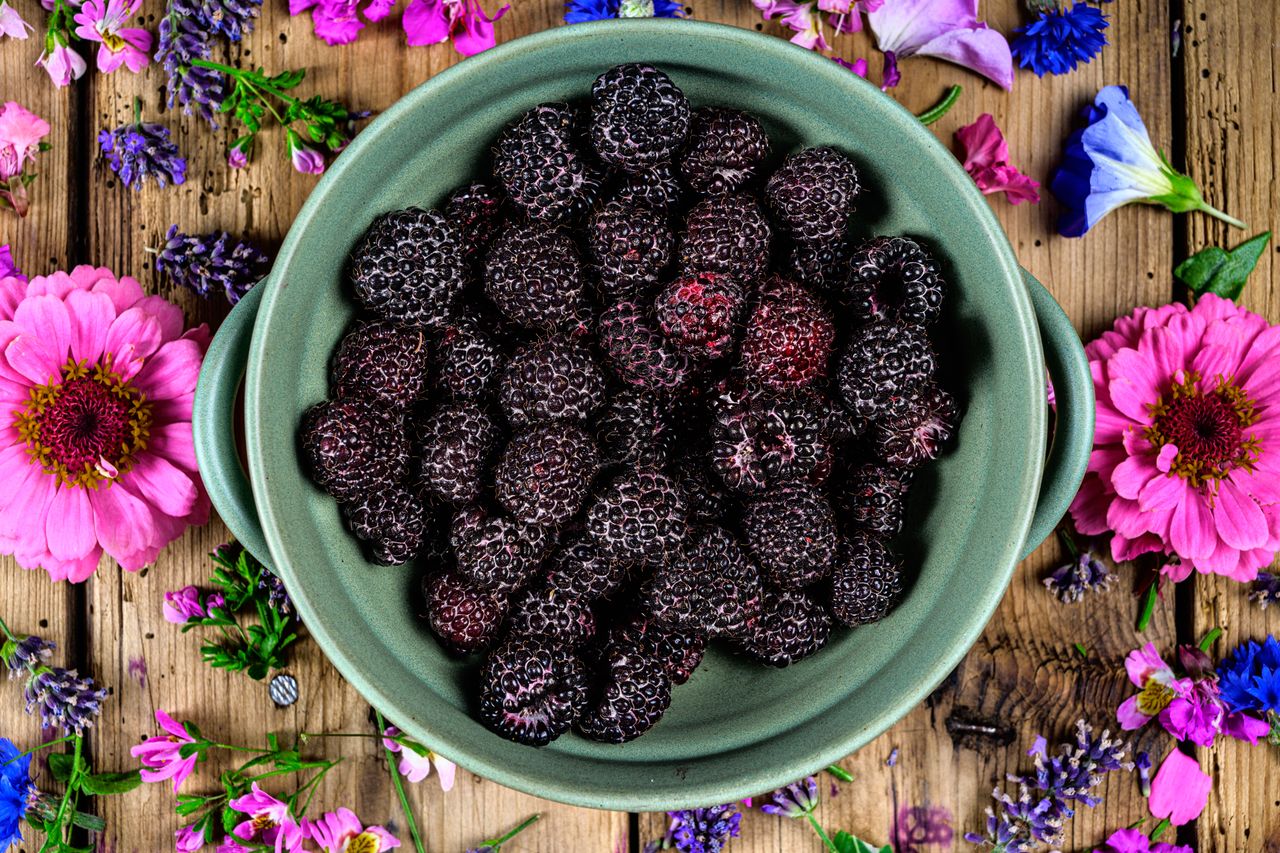 edible shrubs blossomdale
