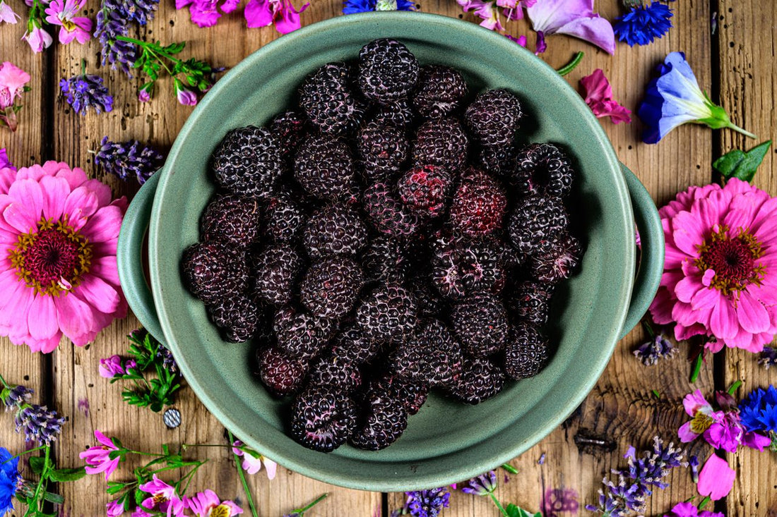 edible shrubs blossomdale