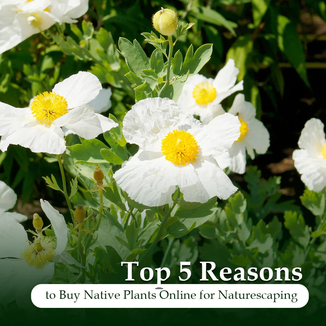 buy native plants online