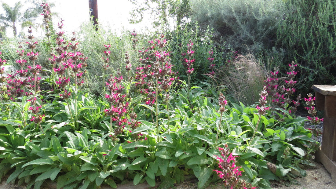 Hummingbird Sage: Benefits, Care Tips, and Garden Uses