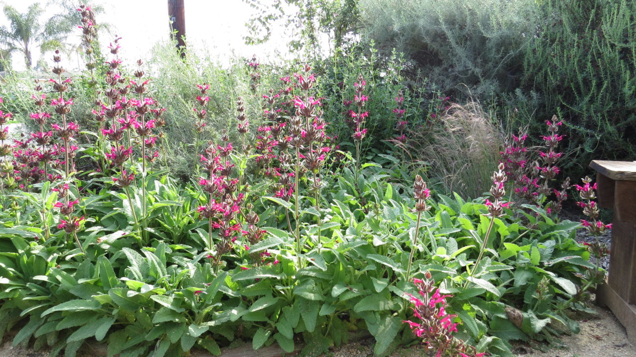 Hummingbird Sage: Benefits, Care Tips, and Garden Uses