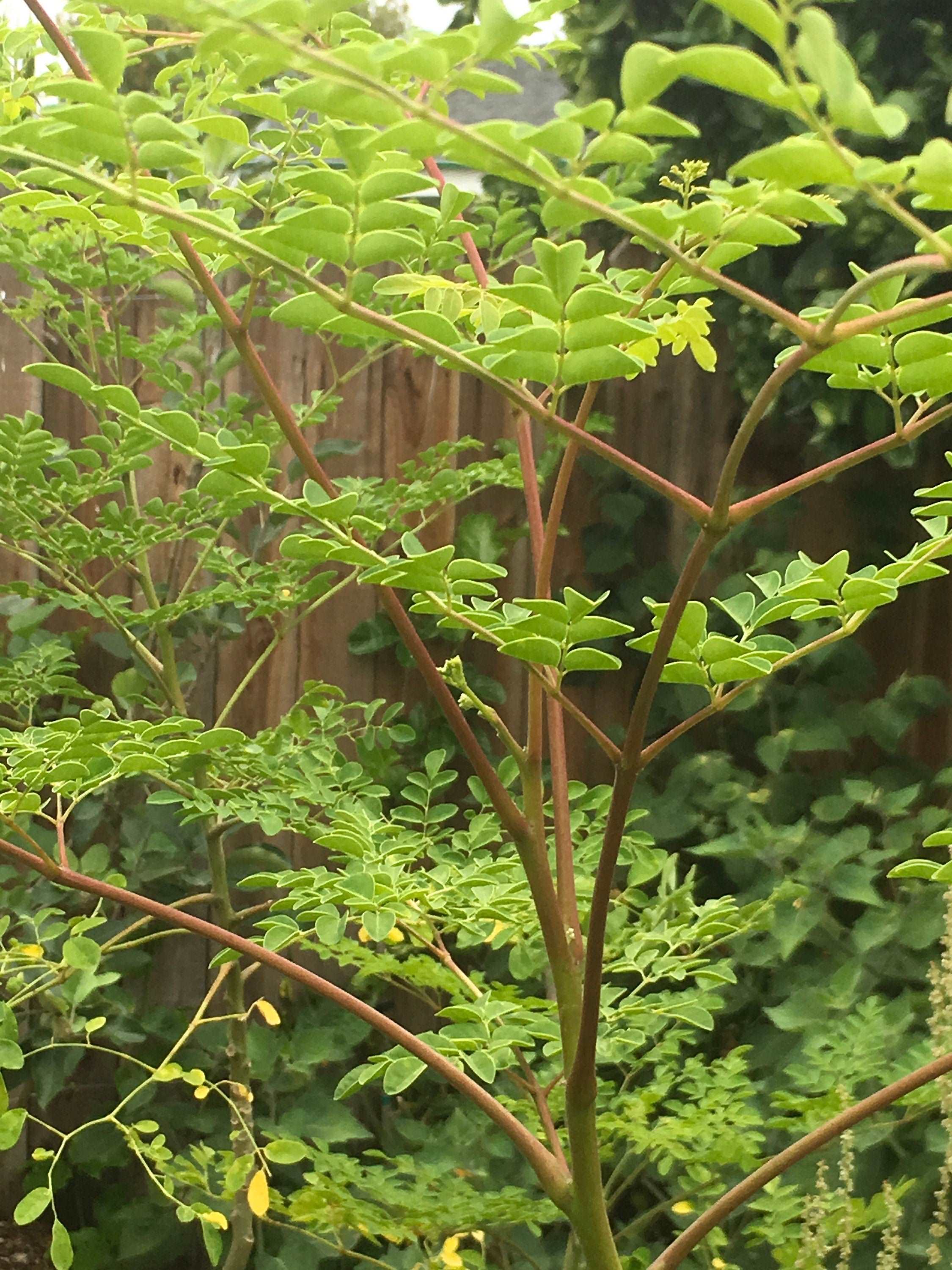 Moringa Tree Benefits and Growing Guide: How to Grow, Care, and Harvest ...
