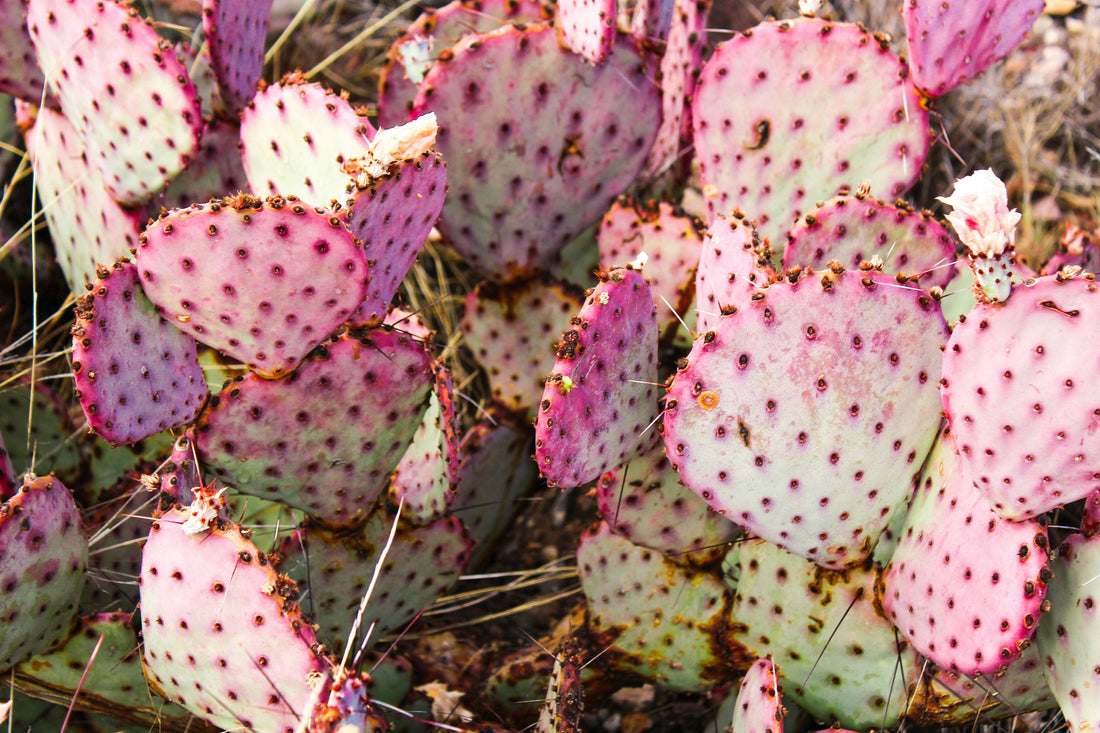 Purple Prickly Pear Cactus: Growing, Care, Benefits, and Uses