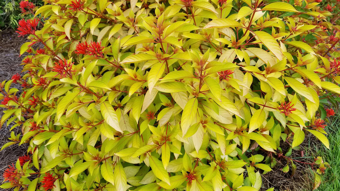 Lime Sizzler Firebush: A Guide to This Vibrant Shrub