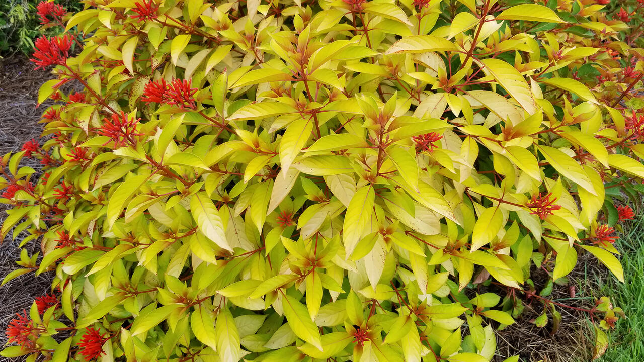 Lime Sizzler Firebush: A Guide to This Vibrant Shrub