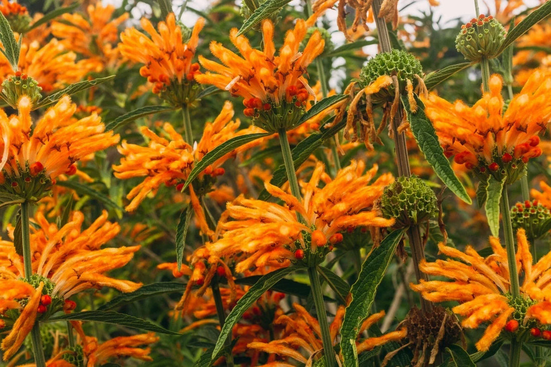 Lion's Tail (Leonotis leonurus): Complete Guide to Growing