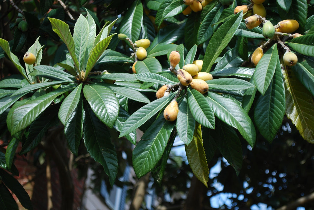  Big Jim Loquat (Eriobotrya japonica ‘Big Jim’) - Blossomdale
