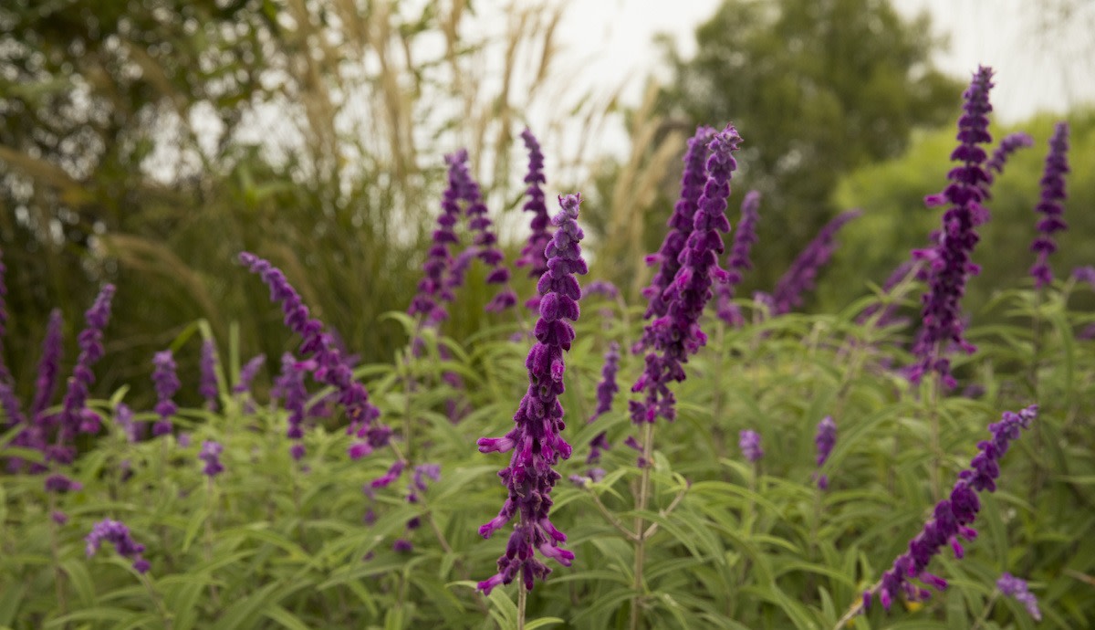 Colorful Mexican Sage: Growing, Care, and Landscape Design Tips