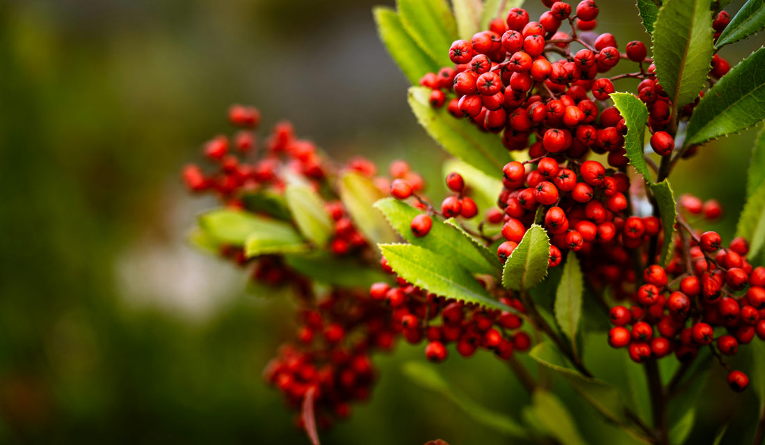 Toyon Christmas Berry (Heteromeles arbutifolia): California Holly for Your Garden