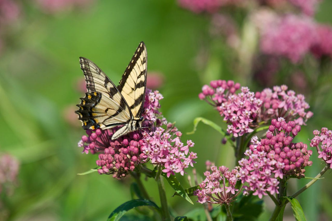 butterfly on swamp milkweed