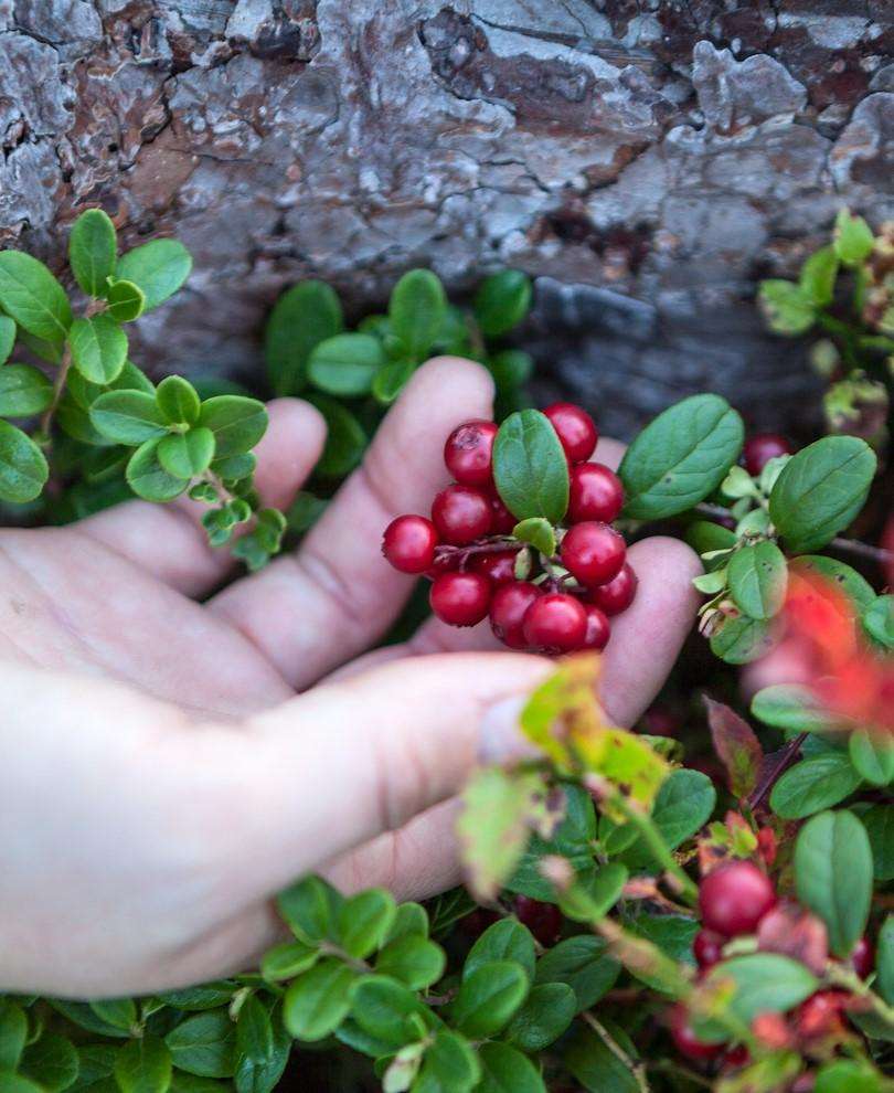 red candy lingonberry blossomdale